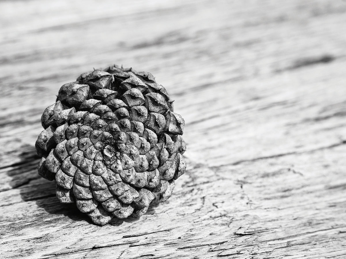 Pinecone