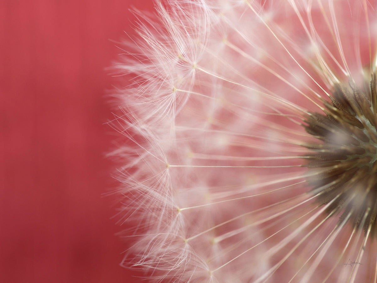 Dandelion on Red III