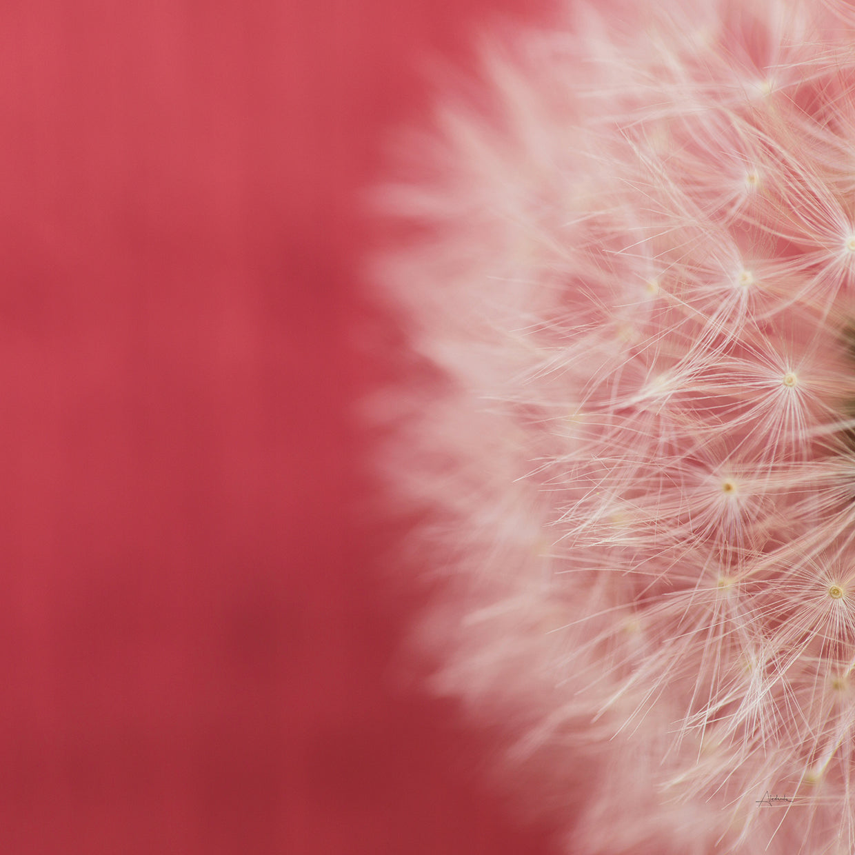 Dandelion on Red II