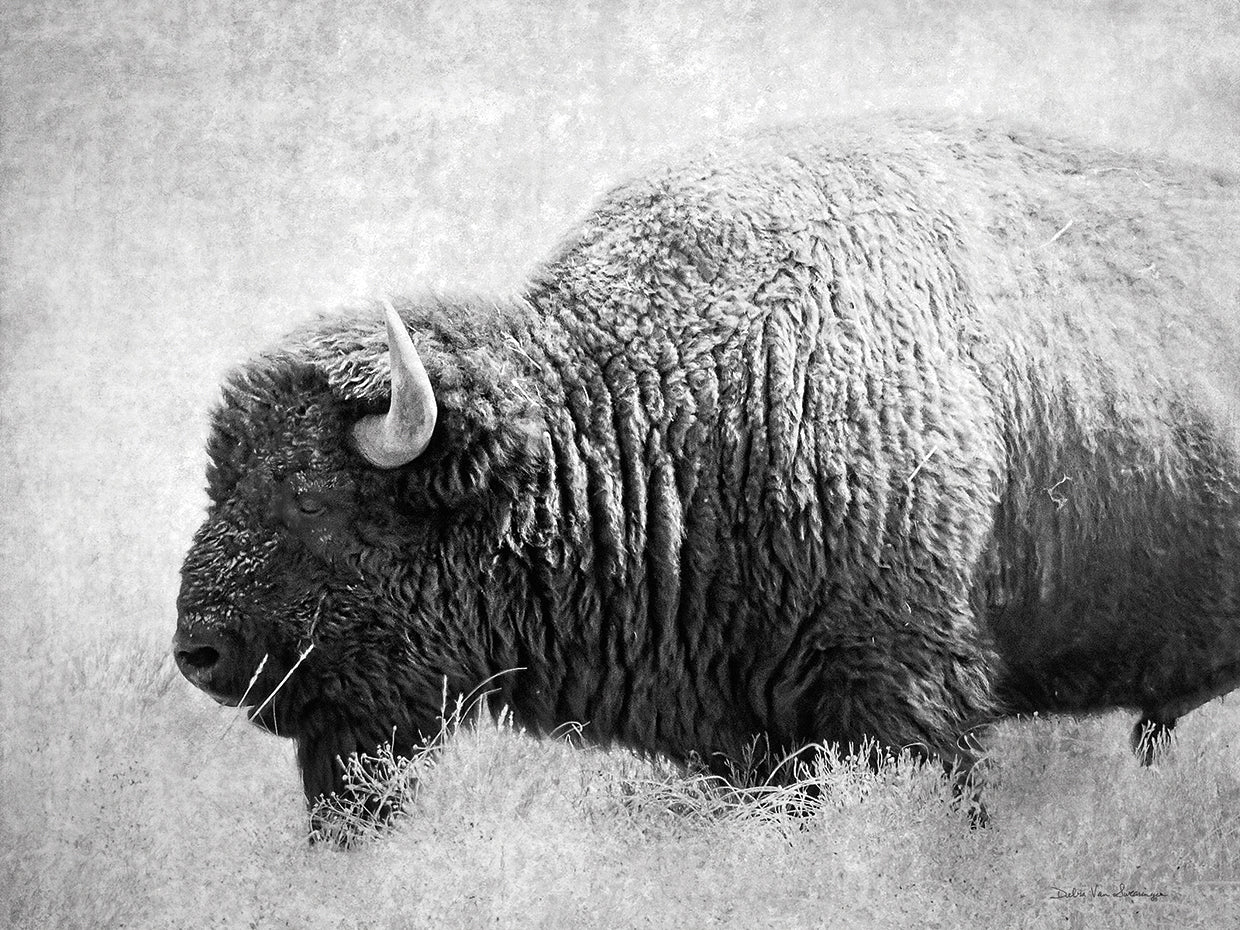 Buffalo II BW