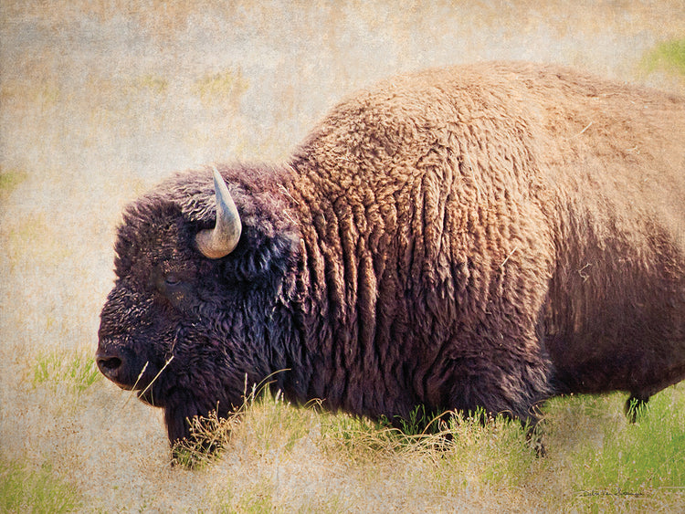 Buffalo II