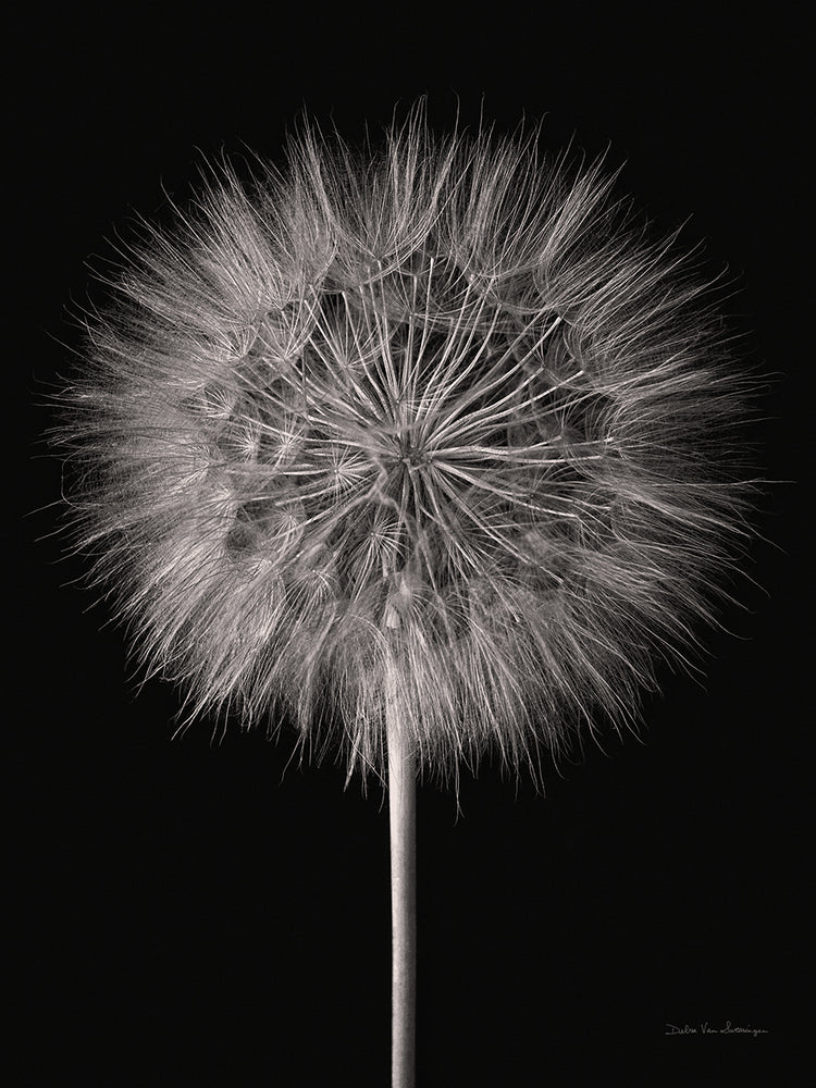 Dandelion Fluff on Black