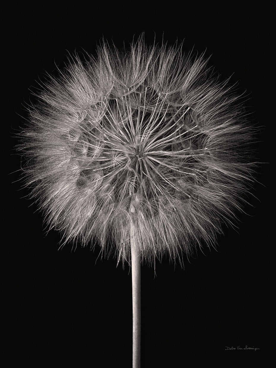 Dandelion Fluff on Black