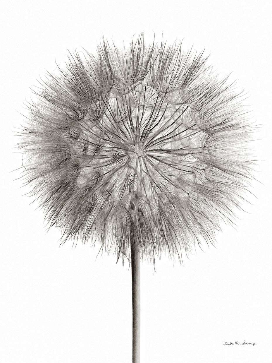 Dandelion Fluff on White