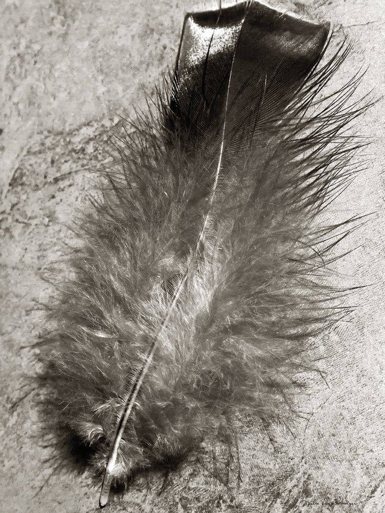 Feather Shadow IV