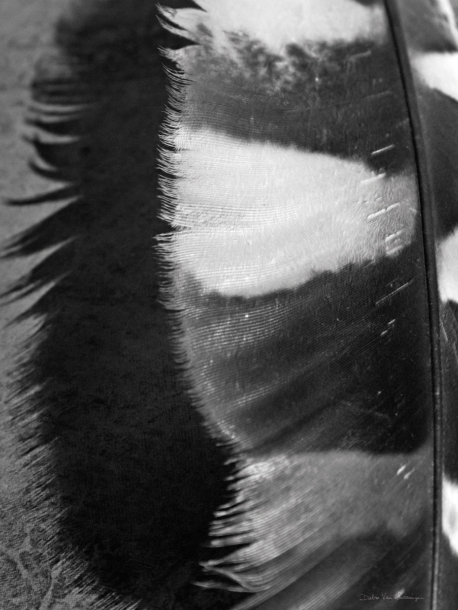 Feather Shadow III