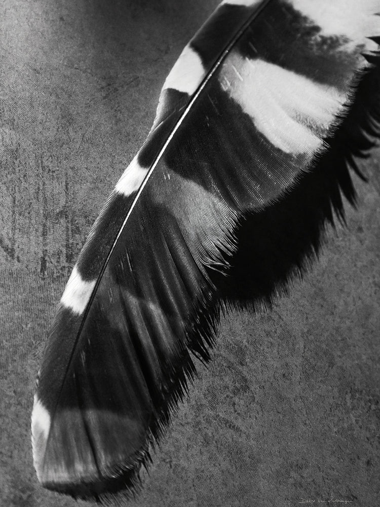 Feather Shadow II