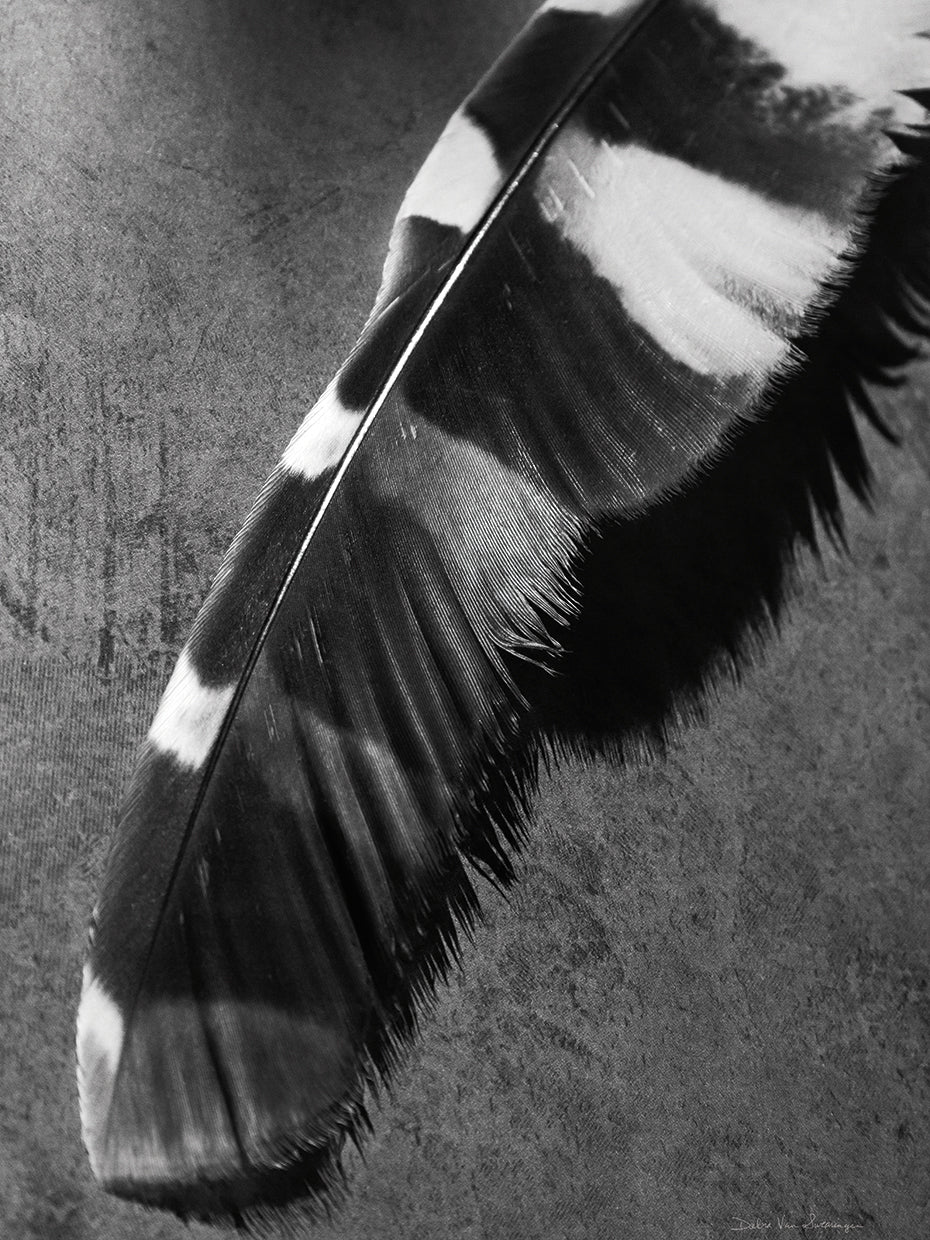Feather Shadow II