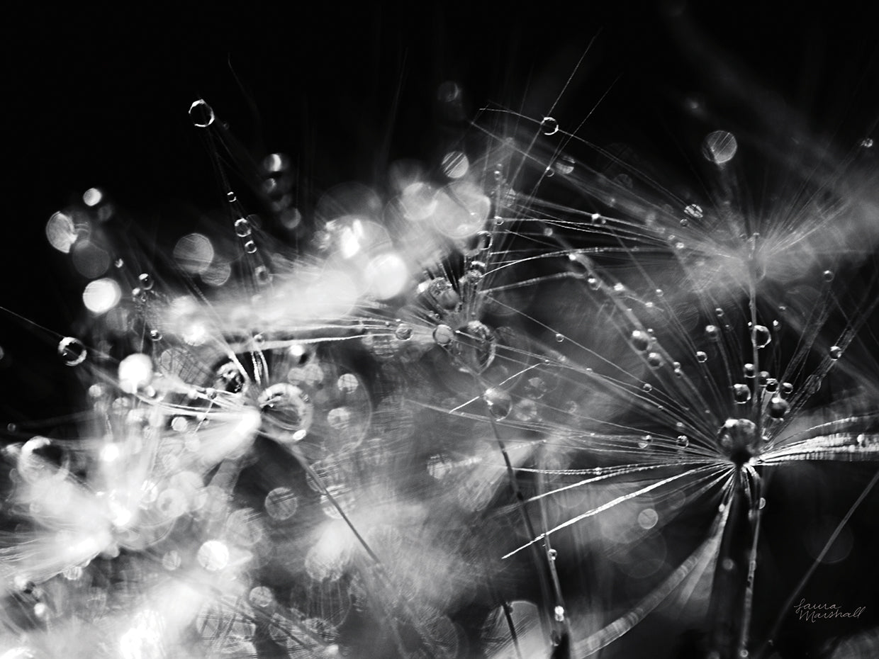 Dandelion Abstract II