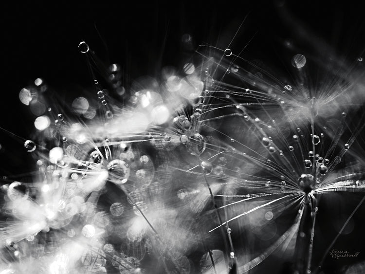 Dandelion Abstract II