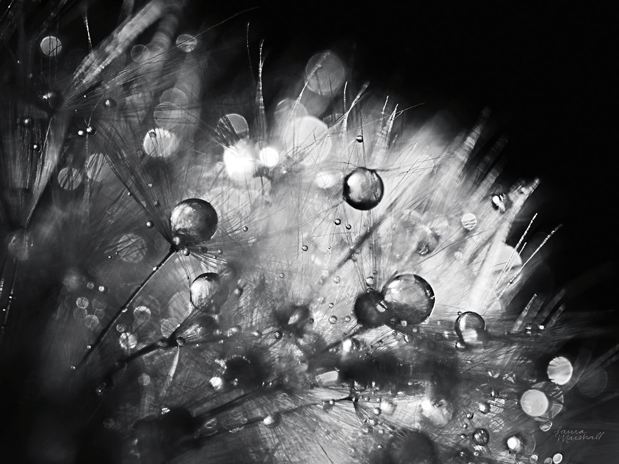 Dandelion Abstract I