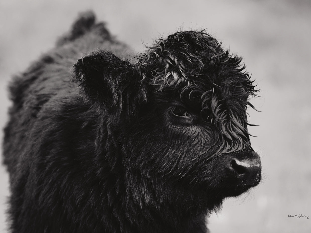 Scottish Highland Cattle XI B&W