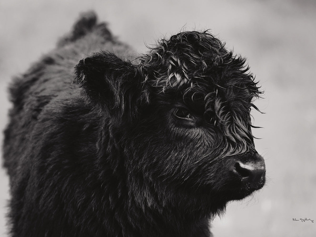 Scottish Highland Cattle XI B&W