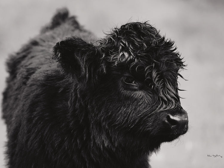 Scottish Highland Ganado XI Arte en lienzo en blanco y negro