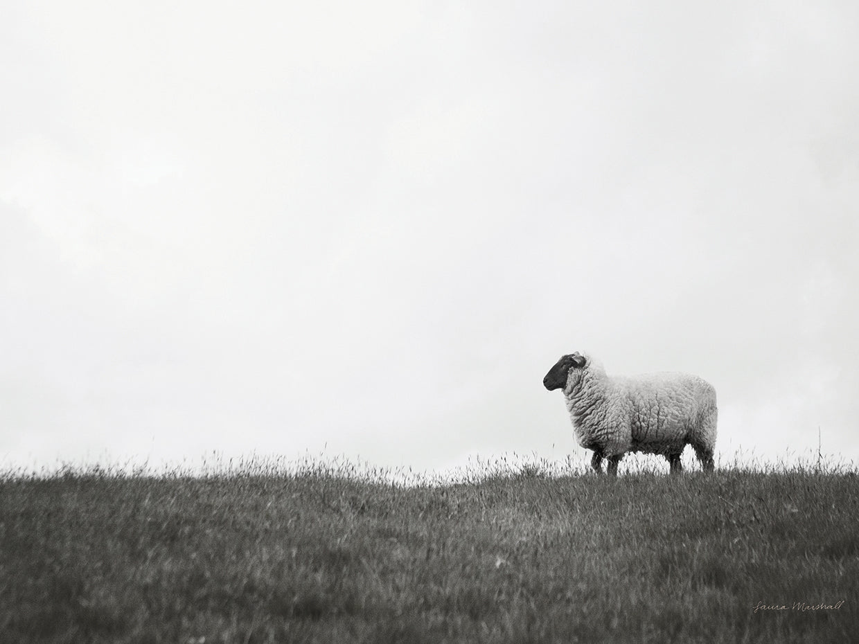 Islay Sheep II