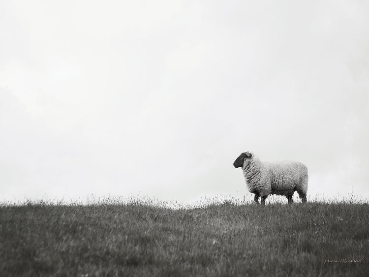 Islay Sheep II