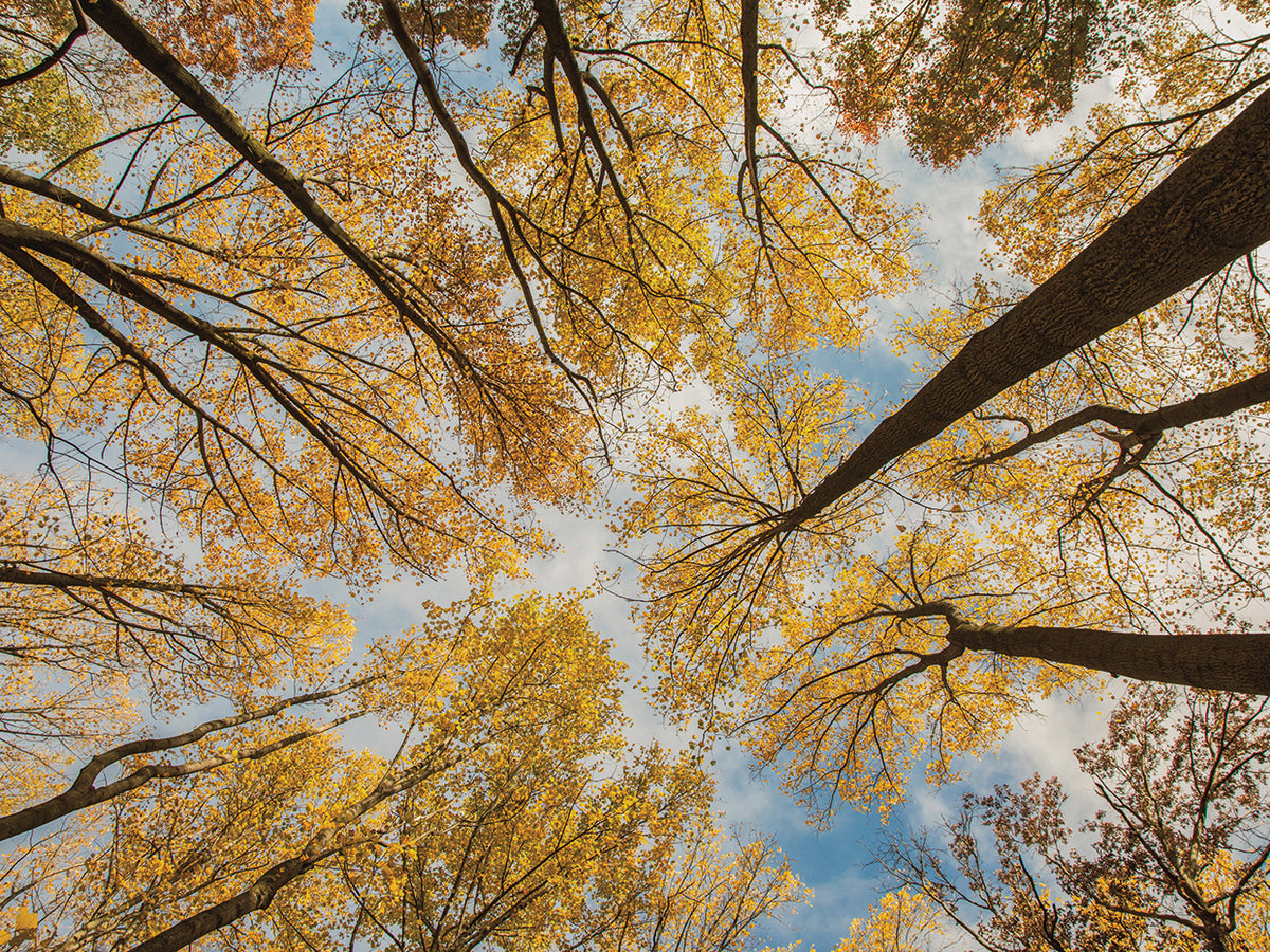 Towering Trees III by Aledanda is a sunny and uplifting contemporary landscape photo printed on canvas or framed canvas