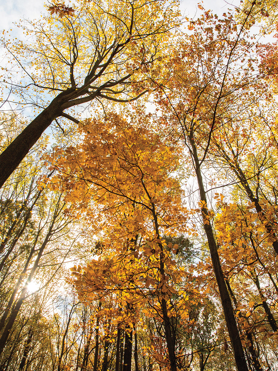 Towering Trees II