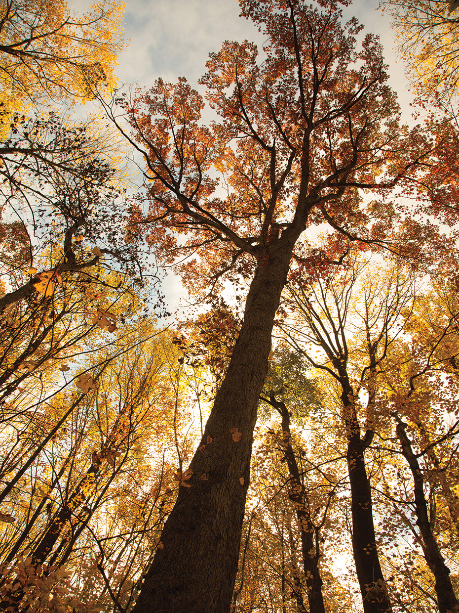 Towering Trees I