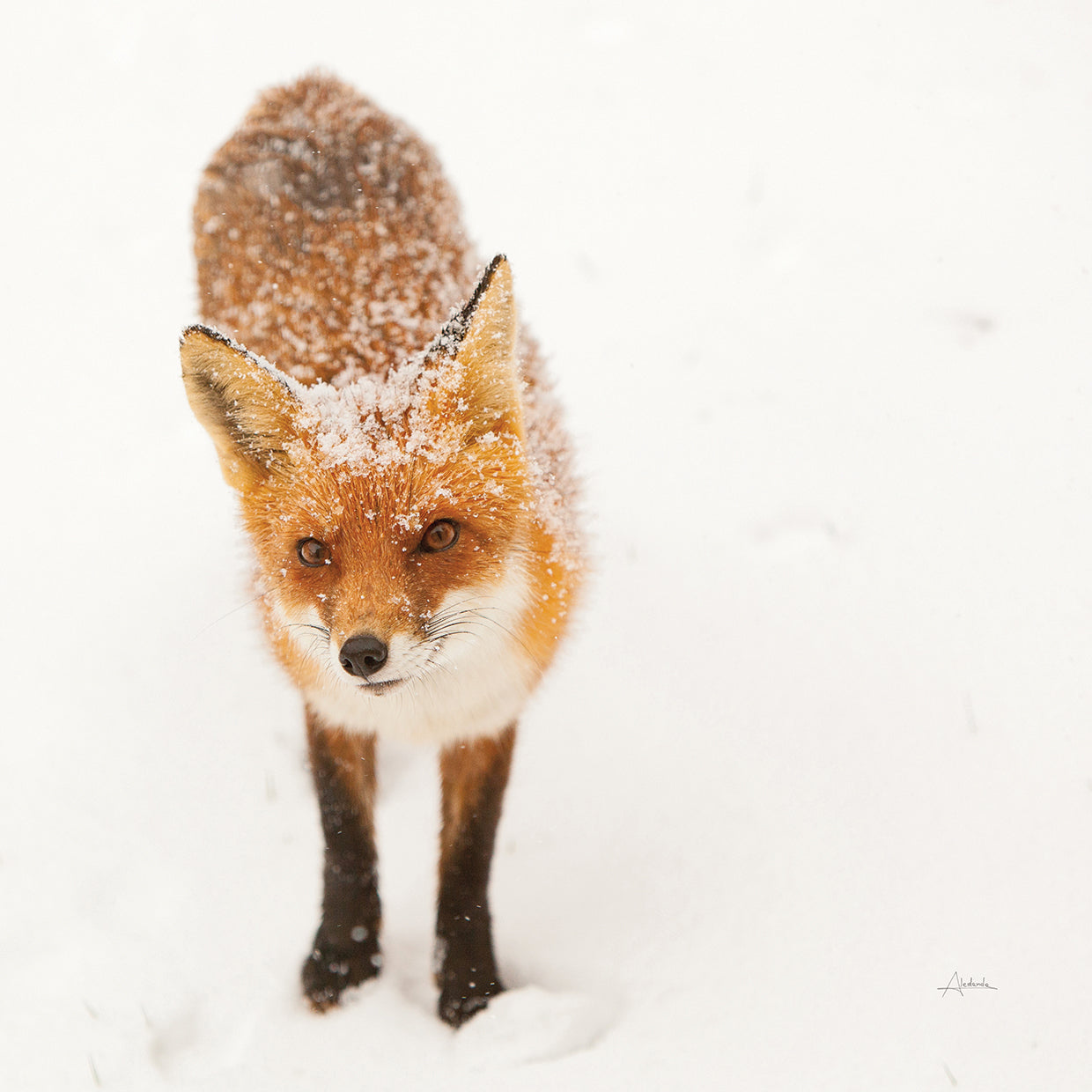 Red Fox I