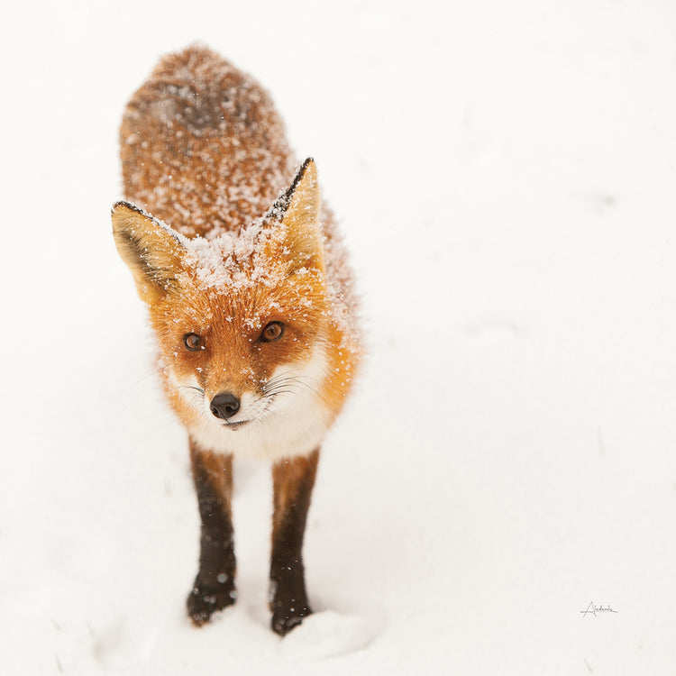 Red Fox I