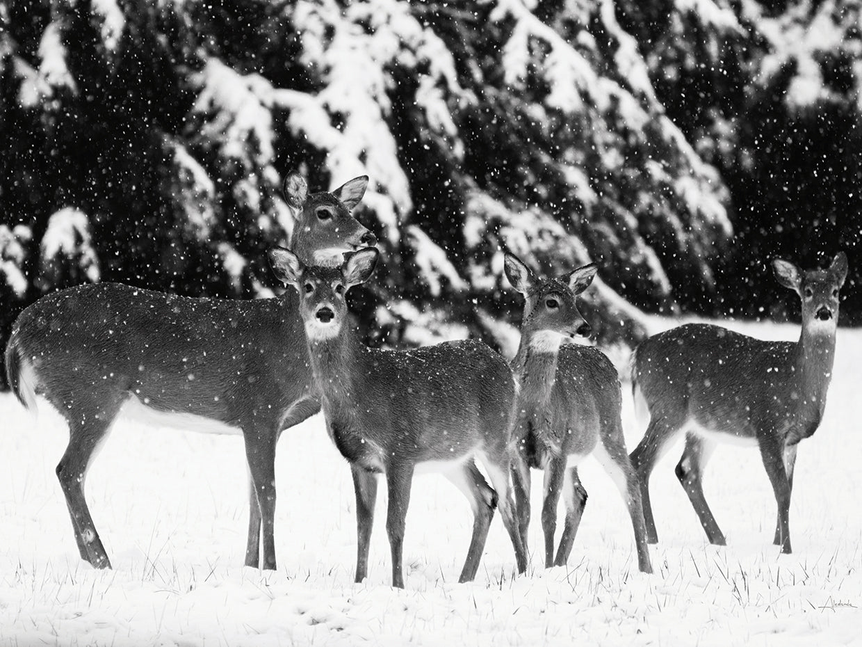 The Herd
