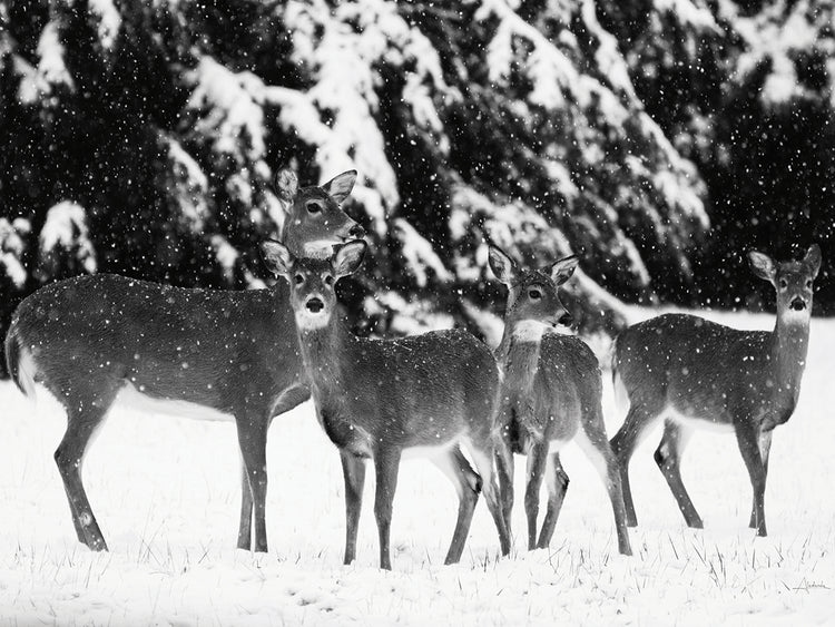 The Herd