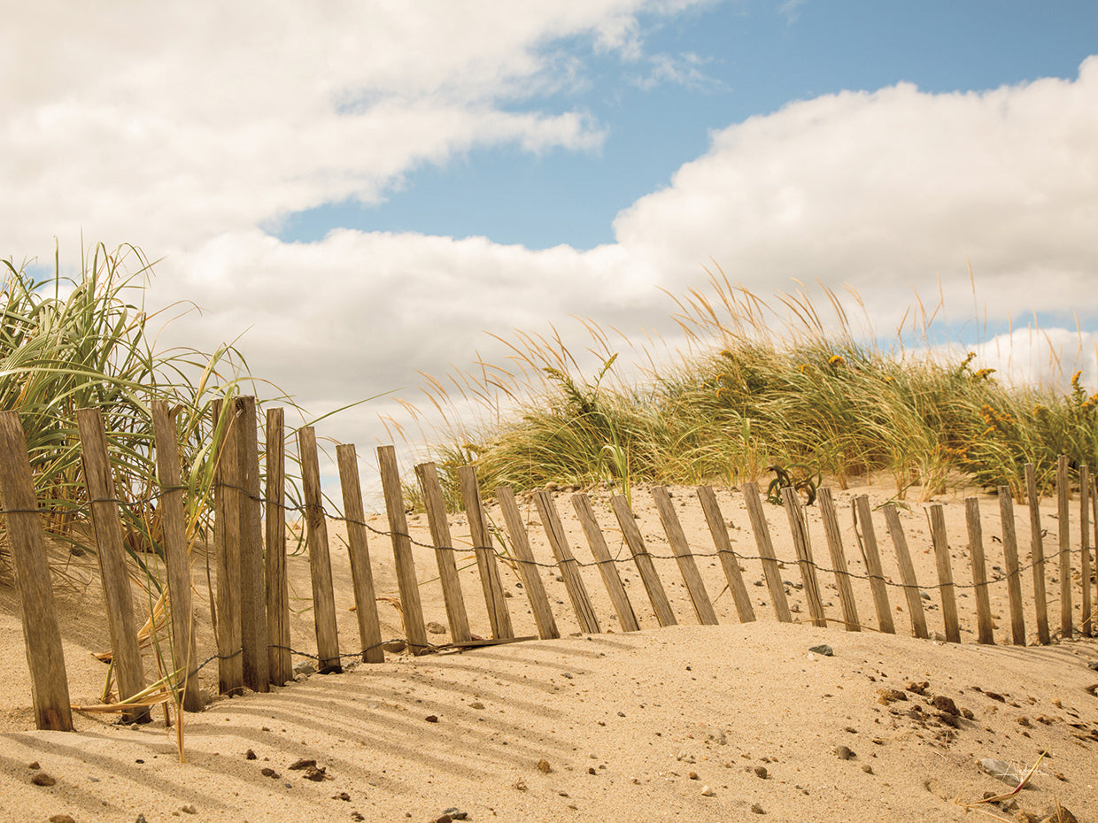 Beach Dunes I