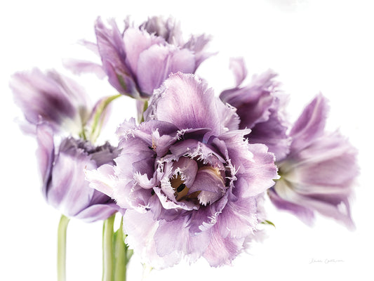 Purple Fringed Tulips I Canvas Art