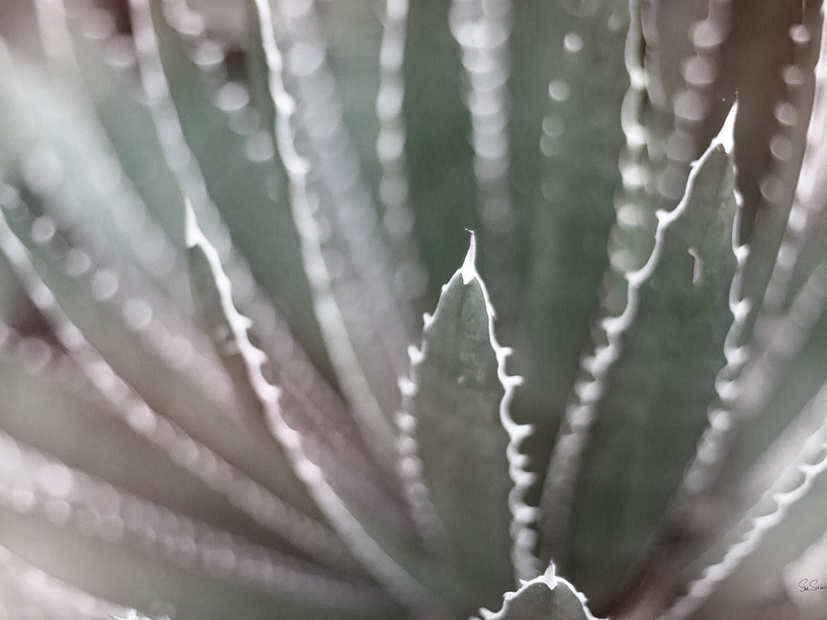 Dream Desert II