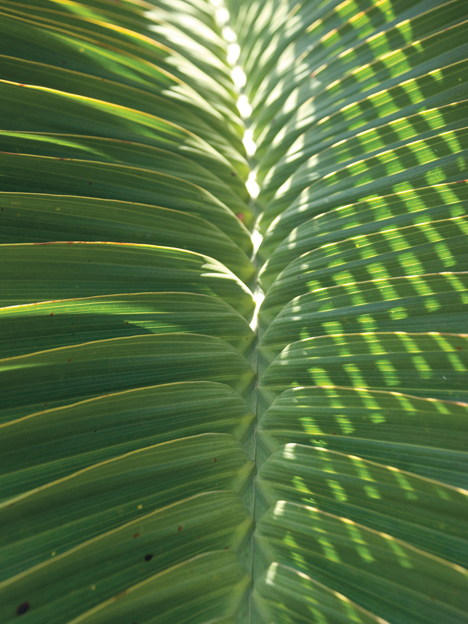 Palm Detail I