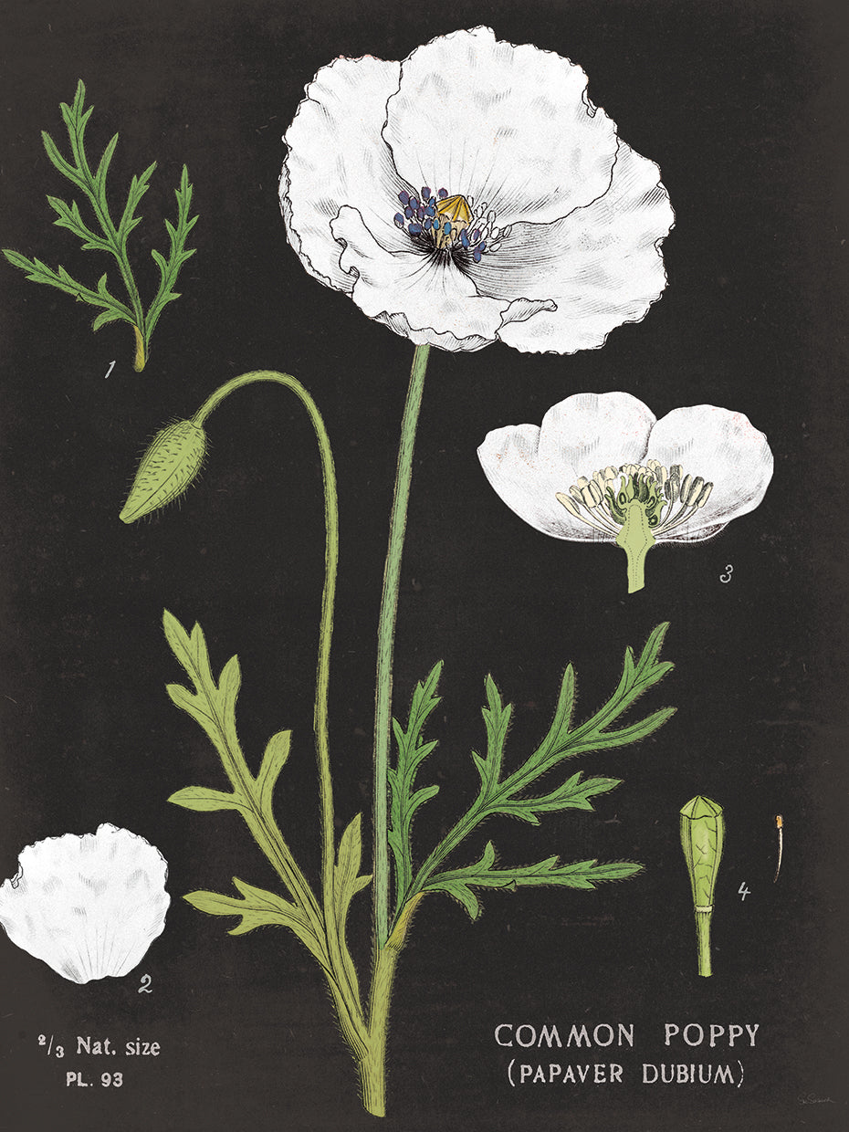 White Poppy Chart