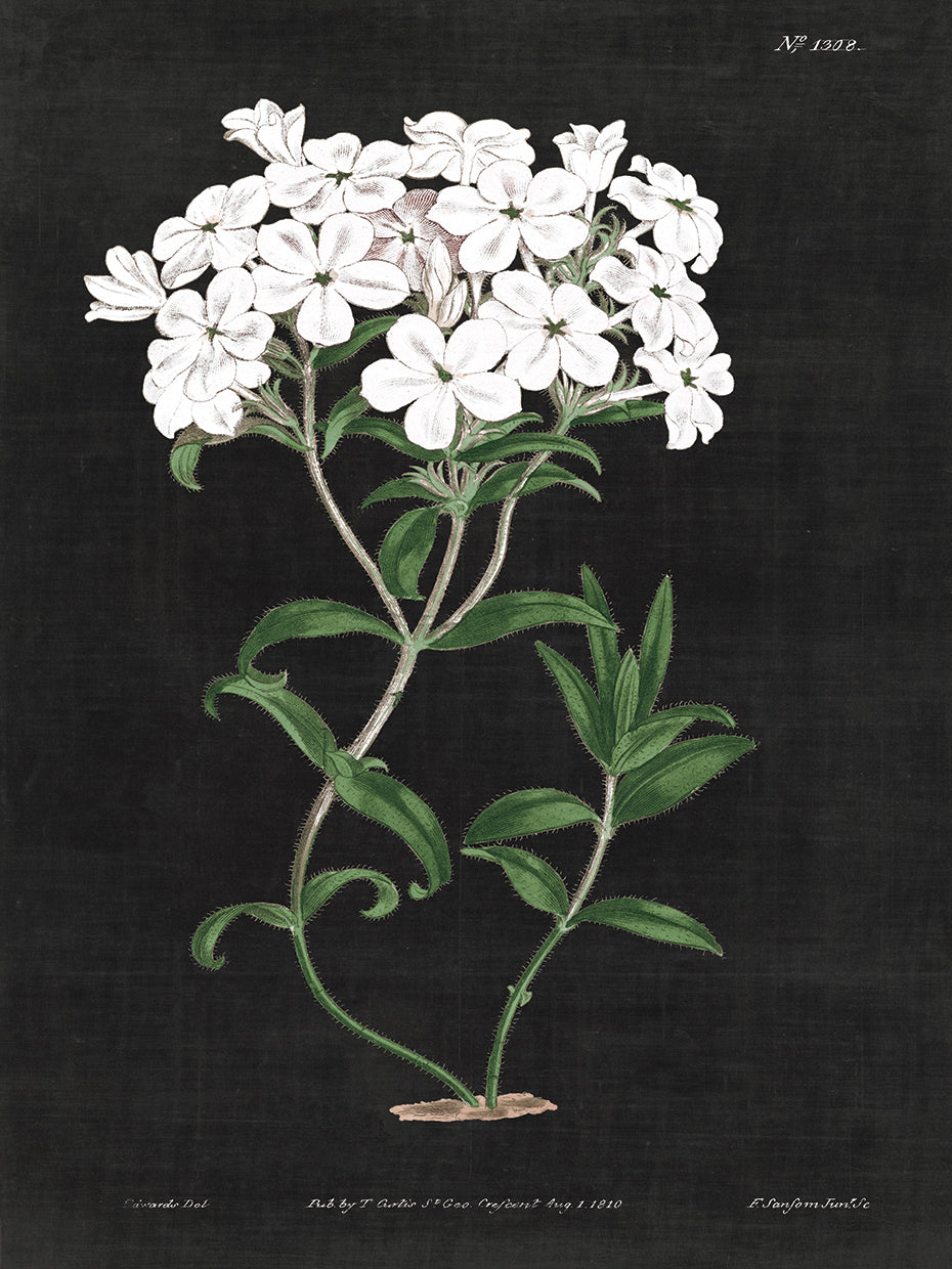 White Botanical on Black Chart VI