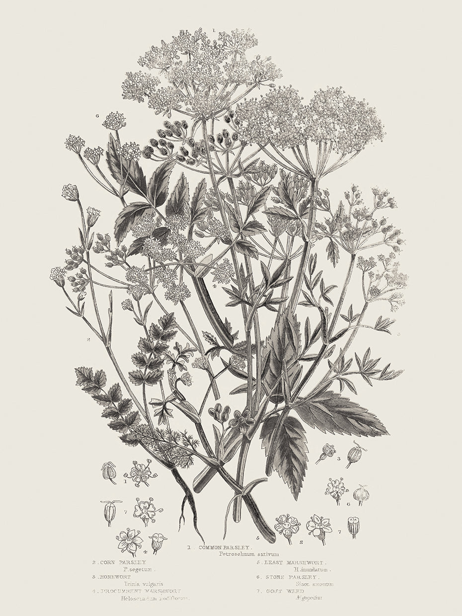 Flowering Plants I Neutral