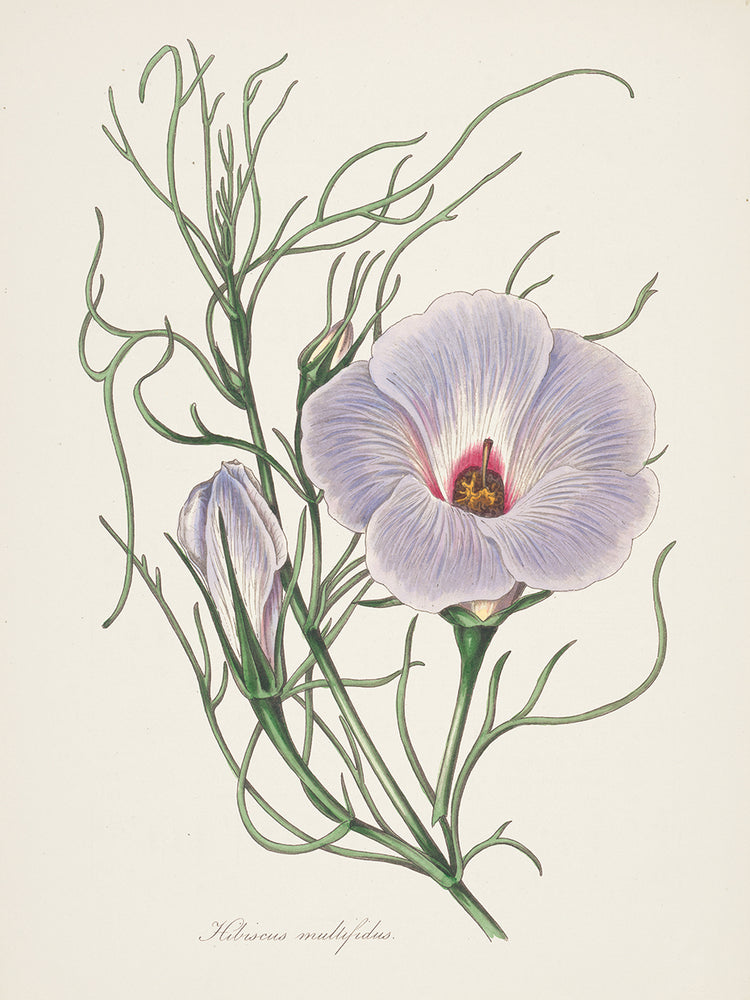 Antique Botanical XXX Cream