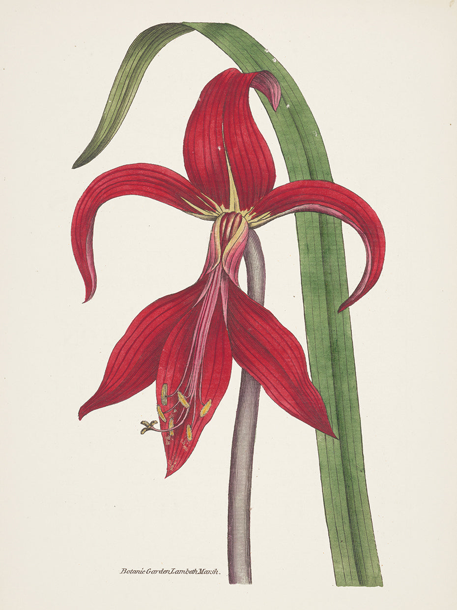 Antique Botanical XIV Cream