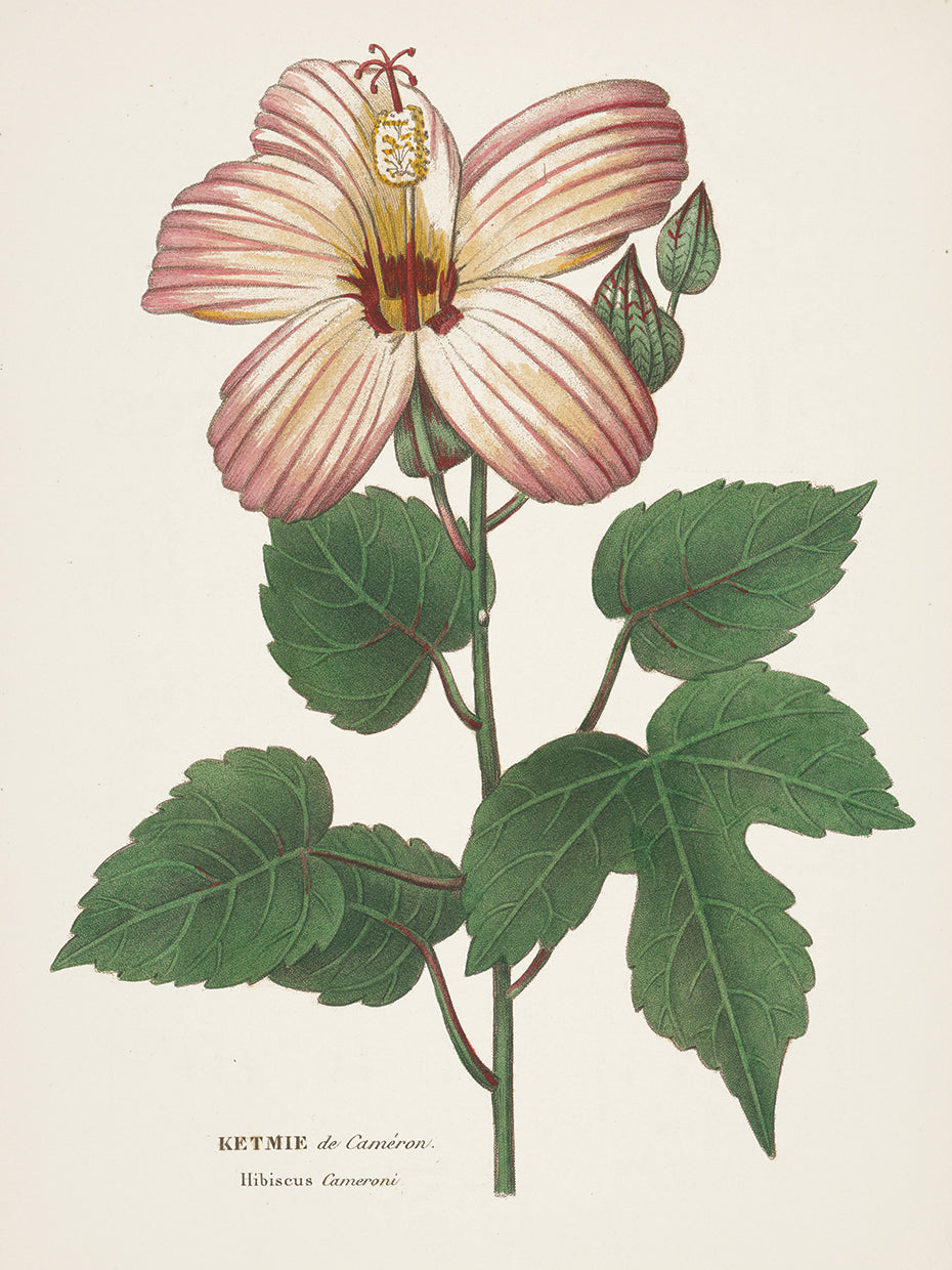 Antique Botanical XXVII Cream