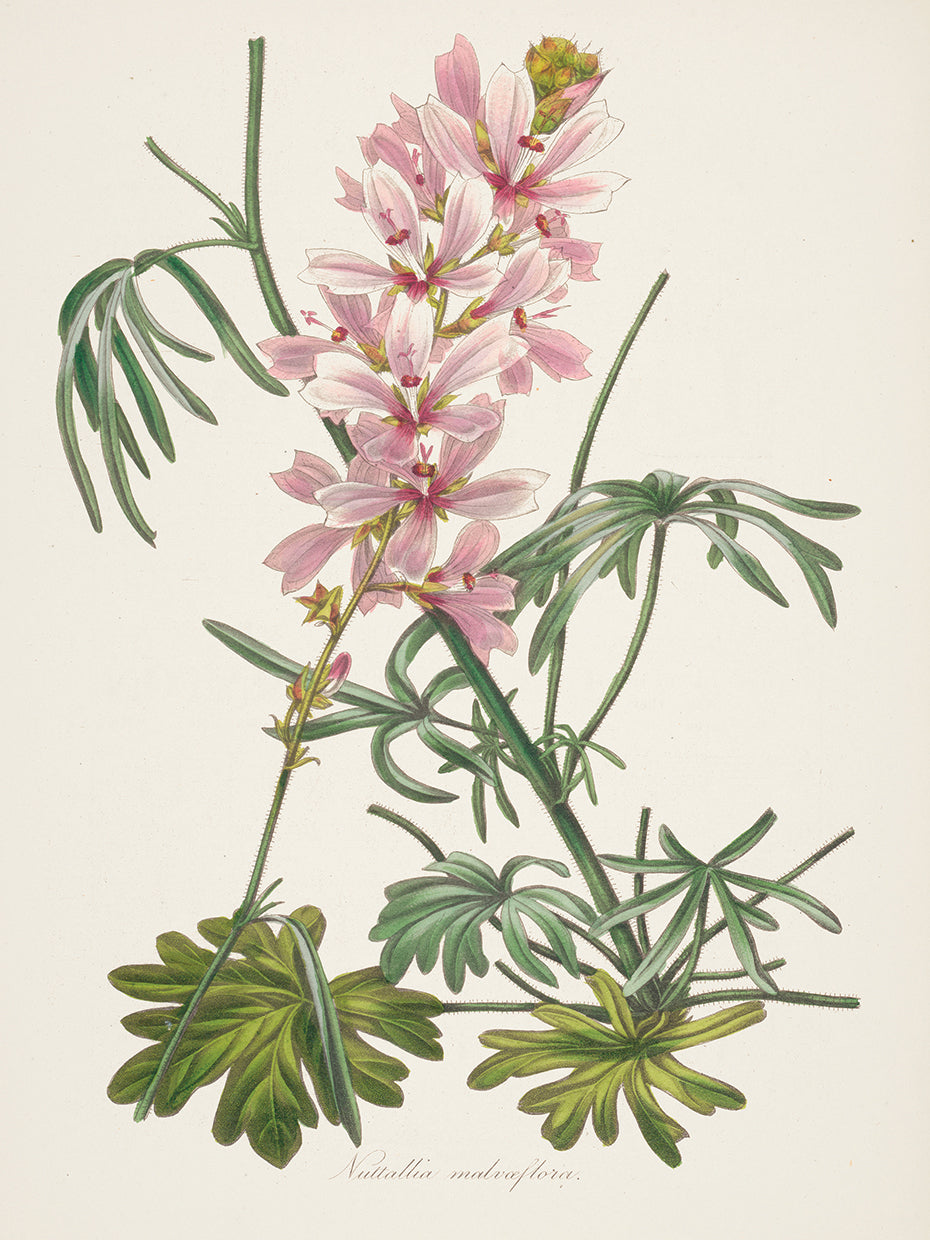 Antique Botanical LVII Cream
