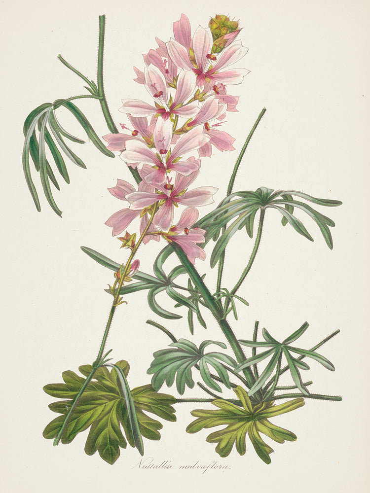 Antique Botanical LVII Cream