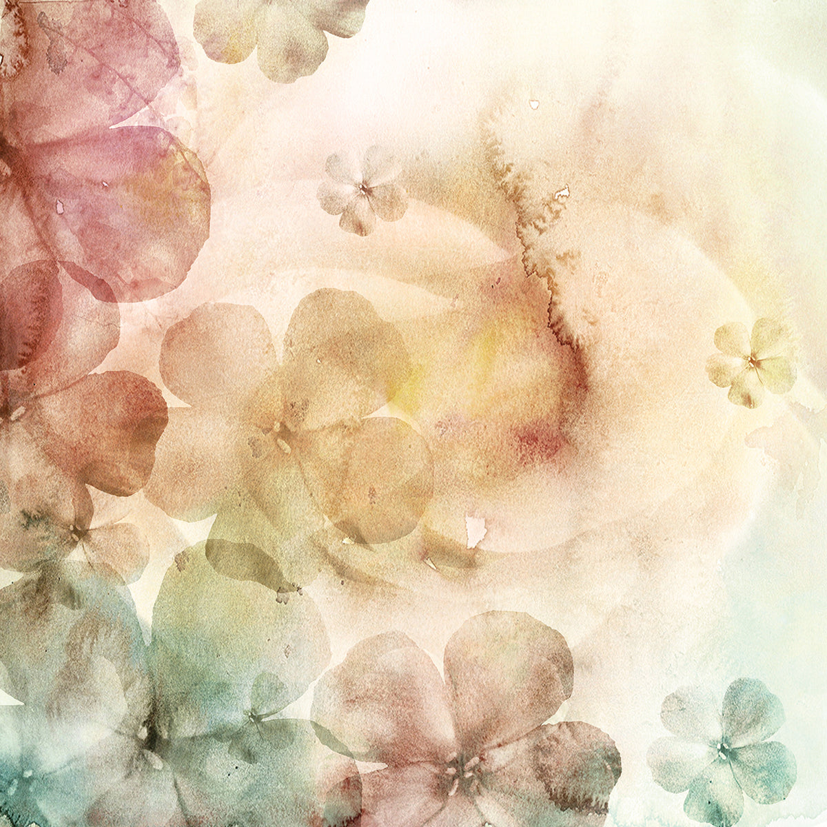 Gauzy Petals