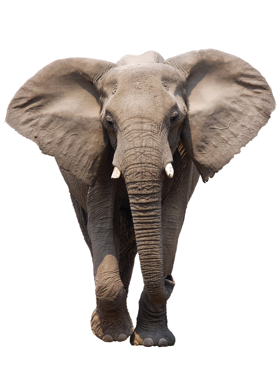 Elephant Steps
