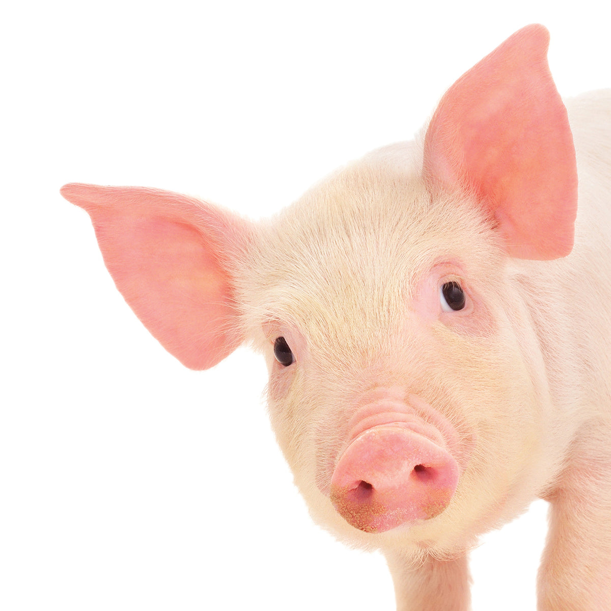 Curious Pink Pig
