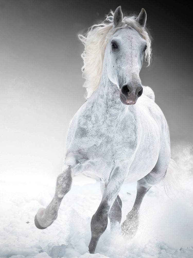 Silver Stallion Gallop