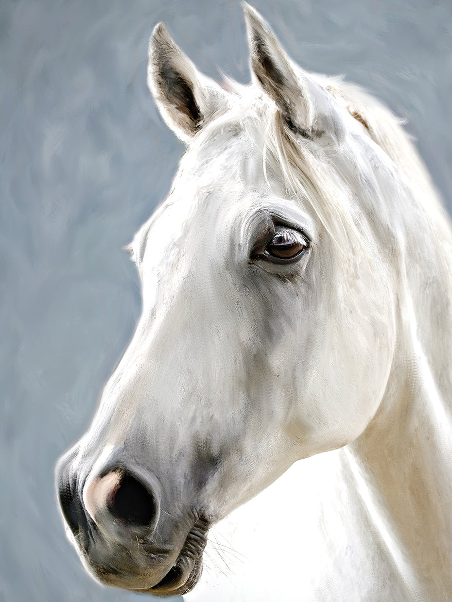 White Arabian Horse Portrait