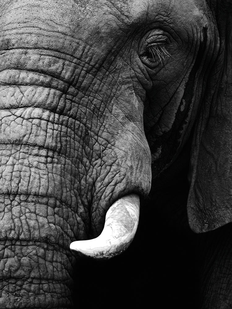 Arte de la lona de la elegancia del elefante