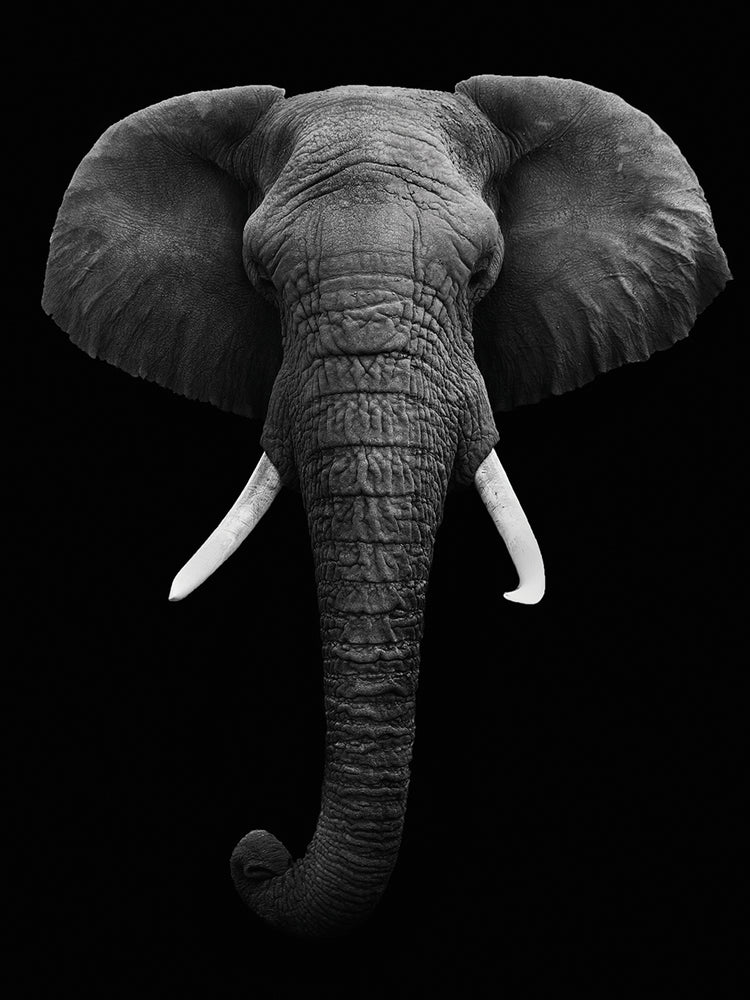 Arte de lienzo de elefante elevado