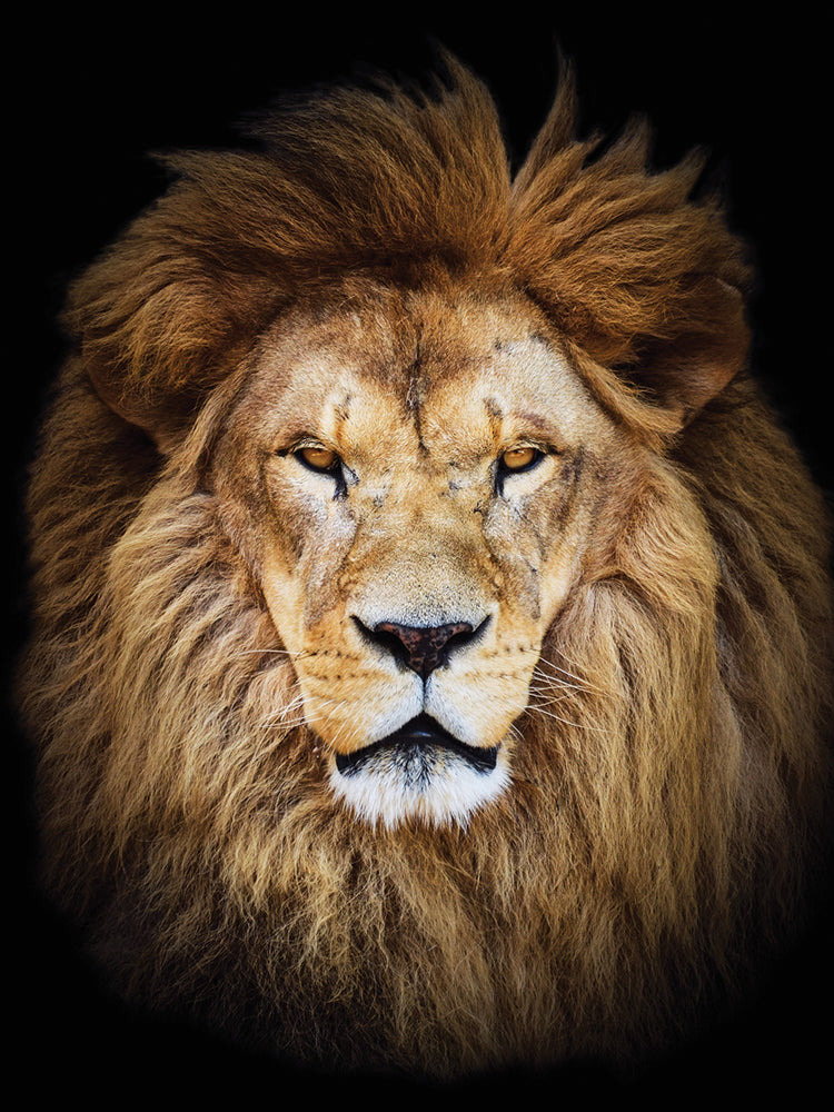 Male Lion Majesty