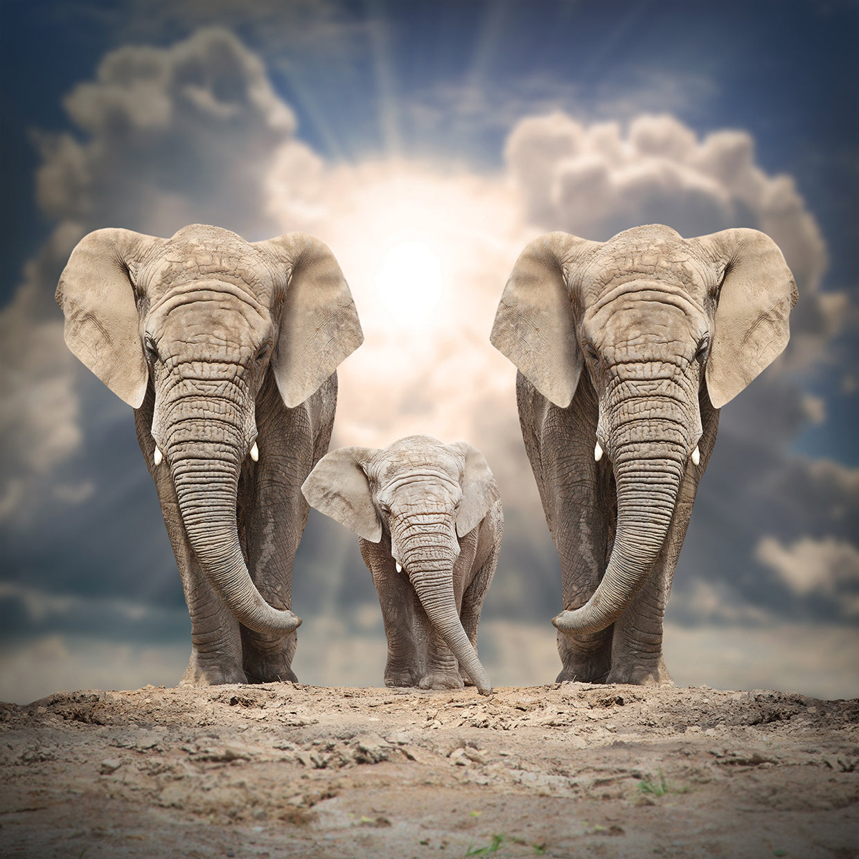 Elephant Family Ties