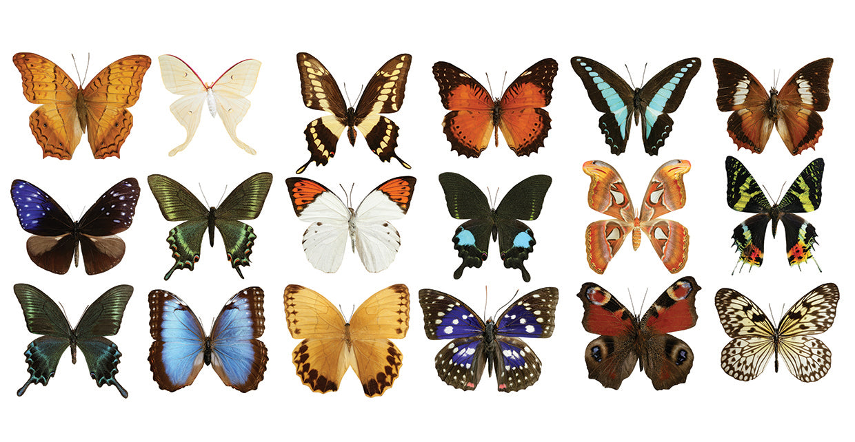 Arte de la lona de la bonanza de la mariposa