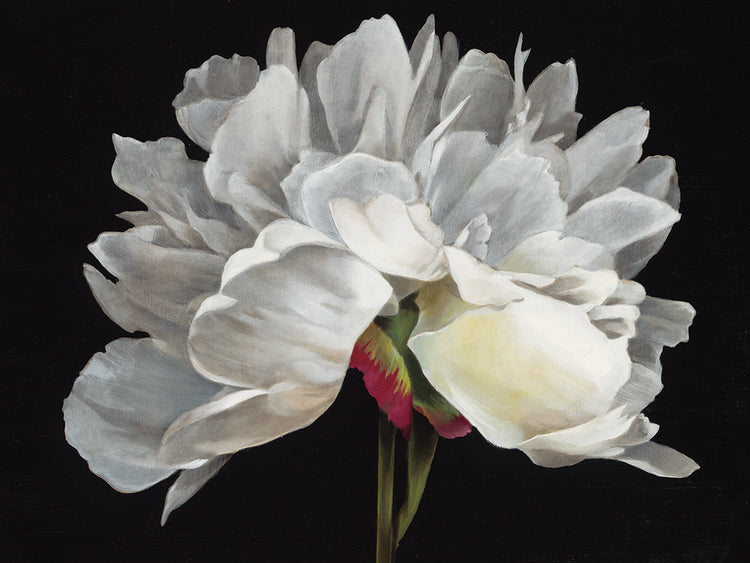 Morning Light by Liz Jardine  - lowest price wall art work on large canvas & framed canvas prints